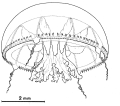 Hydrozoa (hydroids)