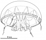 Hydrozoa (hydroids)