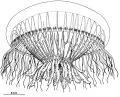 Hydrozoa (hydroids)