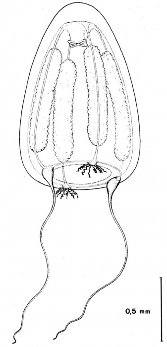 Paralovenia bitentaculata from Bouillon (1984b)