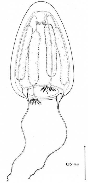 Paralovenia bitentaculata from Bouillon (1984b) Paralovenia bitentaculata from Bouillon (1984b)