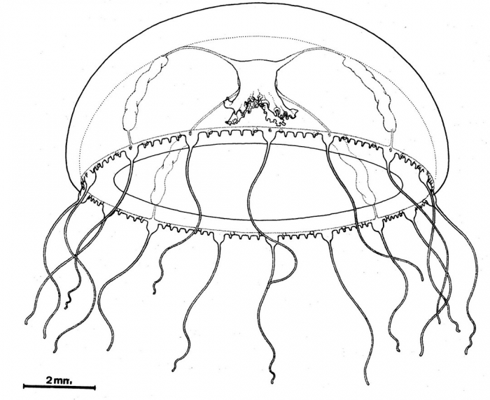 Phialucium mbenga from Bouillon (1984b) Phialucium mbenga from Bouillon (1984b)