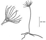 Phialucium mbengha polyps from Bouillon (1984b)