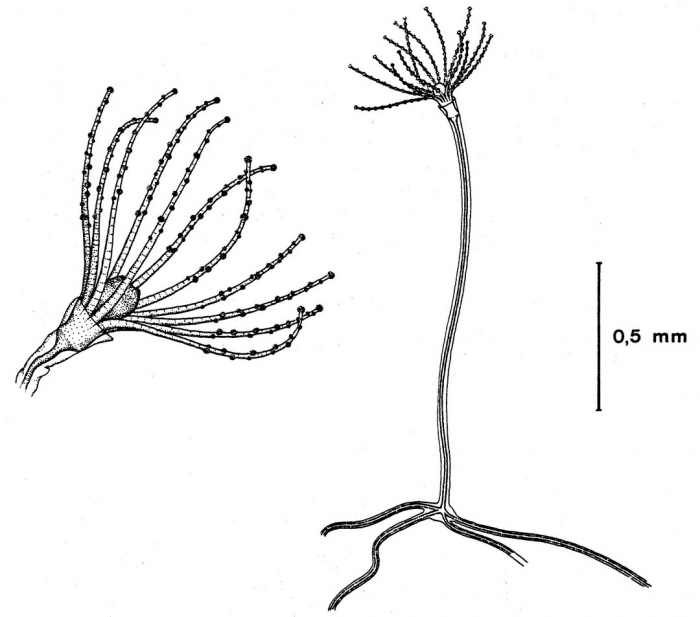 Phialucium mbengha polyps from Bouillon (1984b) Phialucium mbengha polyps from Bouillon (1984b)