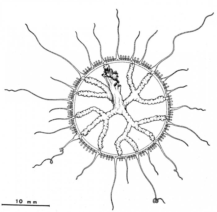 Staurodiscus nigricans from Bouillon (1984b)