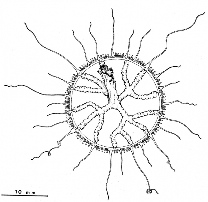 Staurodiscus nigricans from Bouillon (1984b) Staurodiscus nigricans from Bouillon (1984b)