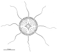 Hydrozoa (hydroids)