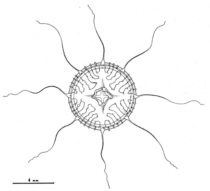 Staurodiscus quadristoma from Bouillon (1984b)