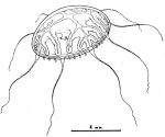 Hydrozoa (hydroids)