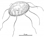 Staurodiscus quadristoma from Bouillon (1984b)