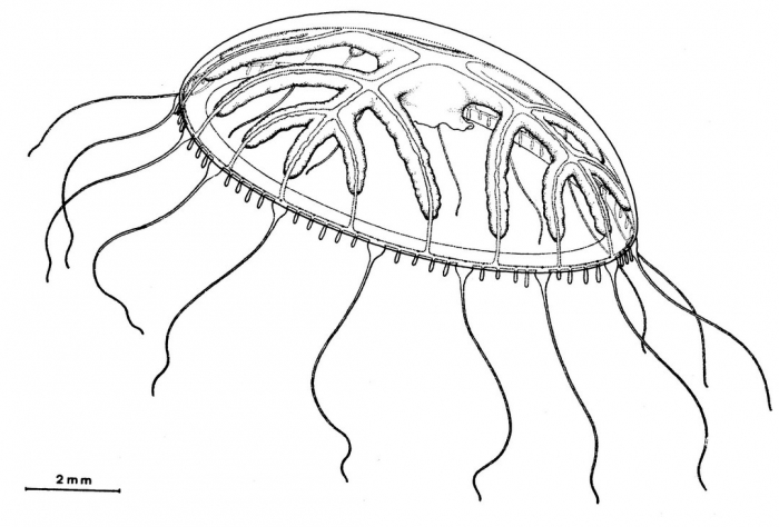 Staurodiscus vietnamensis from Bouillon (1984b) Staurodiscus vietnamensis from Bouillon (1984b)