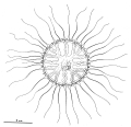 Hydrozoa (hydroids)