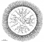 Staurodiscus polynema from Bouillon (1984b)
