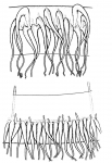 Hydrozoa (hydroids)