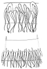TStaurodiscus polynema bell margin details from Bouillon (1984b)
