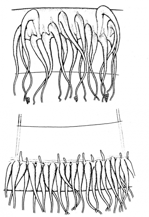 TStaurodiscus polynema bell margin details from Bouillon (1984b)