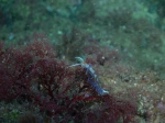 Cratena peregrina