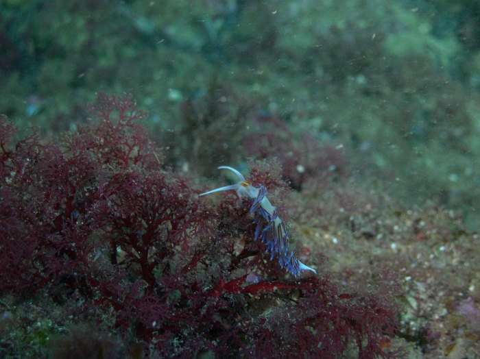 Cratena peregrina