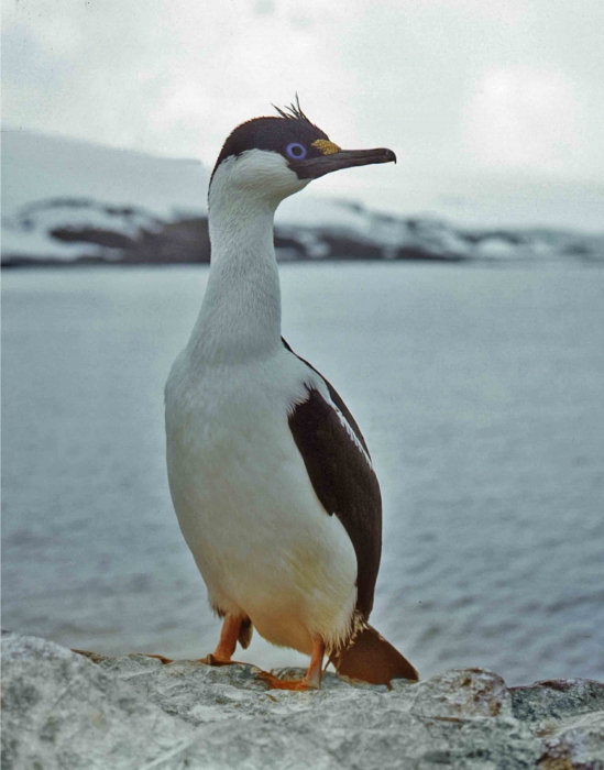 Antarctic Shag (Phalacrocorax atriceps) Antarctic Shag (Phalacrocorax atriceps)