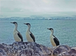 Antarctic Shags (Phalacrocorax atriceps)