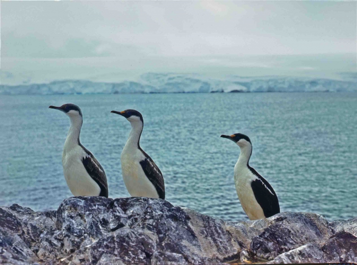 Antarctic Shags (Phalacrocorax atriceps) Antarctic Shags (Phalacrocorax atriceps)