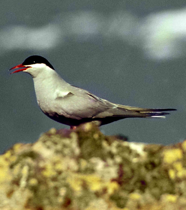 Antarctic Tern (Sterna vittata)