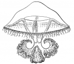 Eutimalphes pretiosa from Kramp (1968)