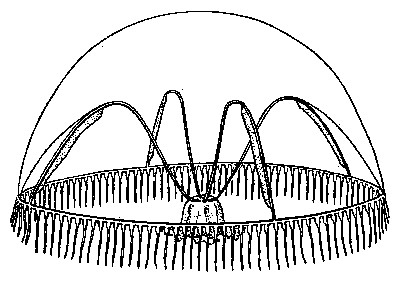 Eutimalphes brownei from Torrey (1909) Eutimalphes brownei from Torrey (1909)