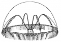 Hydrozoa (hydroids)