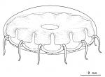 Cunina globosa from Bouillon et al (1988)