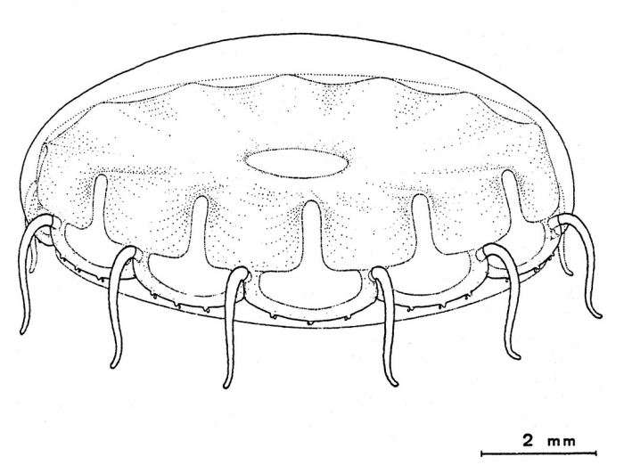 Cunina globosa from Bouillon et al (1988)