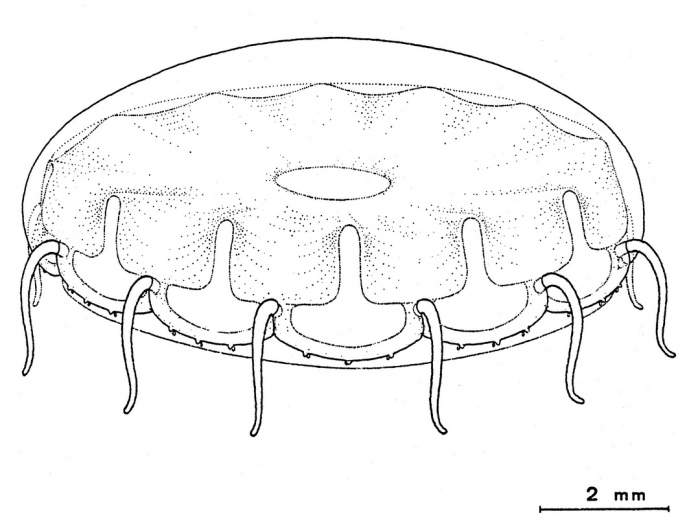 Cunina globosa from Bouillon et al (1988) Cunina globosa from Bouillon et al (1988)