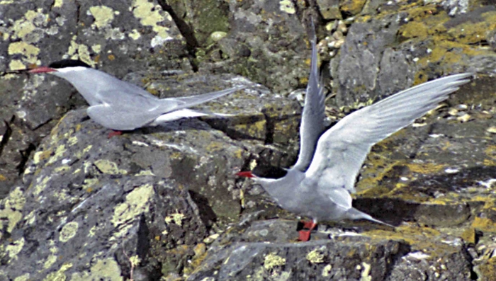 Antarctic Terns (Sterna vittata)