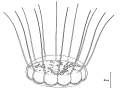 Hydrozoa (hydroids)