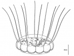 Solmaris flavescens from Bouillon et al (1988)