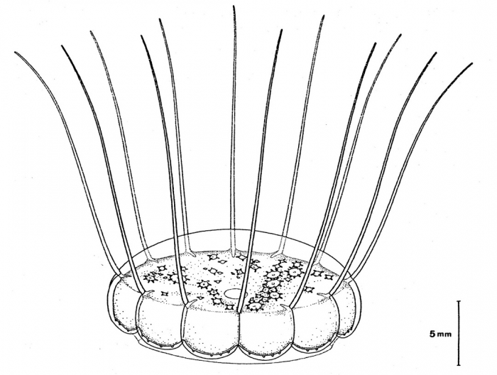 Solmaris flavescens from Bouillon et al (1988) Solmaris flavescens from Bouillon et al (1988)