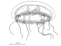 Hydrozoa (hydroids)