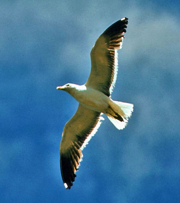 Larus dominicanus Larus dominicanus