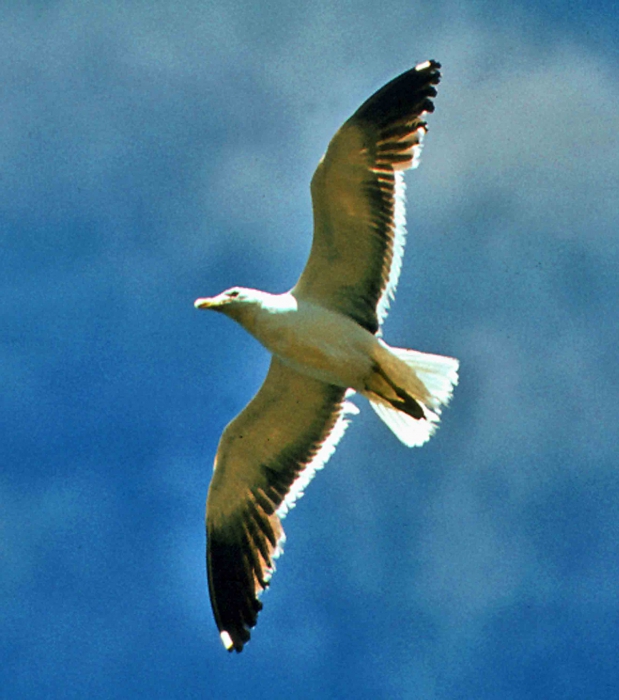 Larus dominicanus