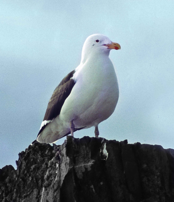 Larus dominicanus