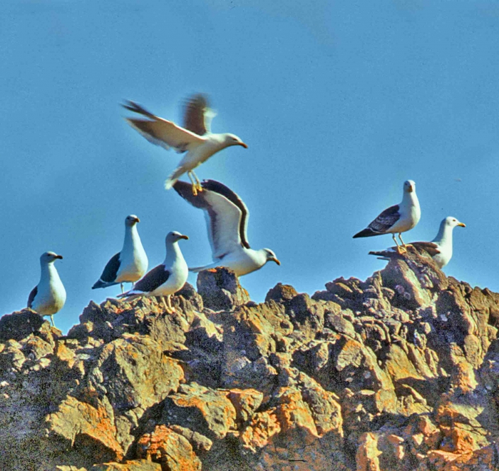 Larus dominicanus Larus dominicanus