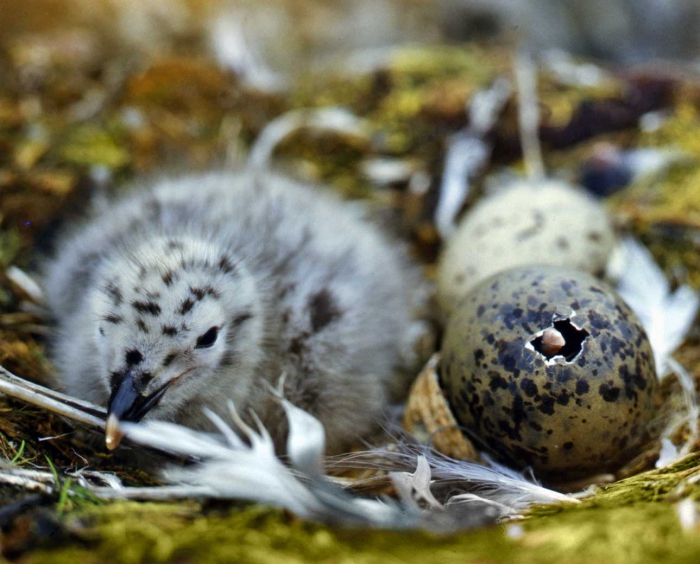 Larus dominicanus