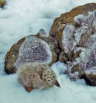 Larus dominicanus