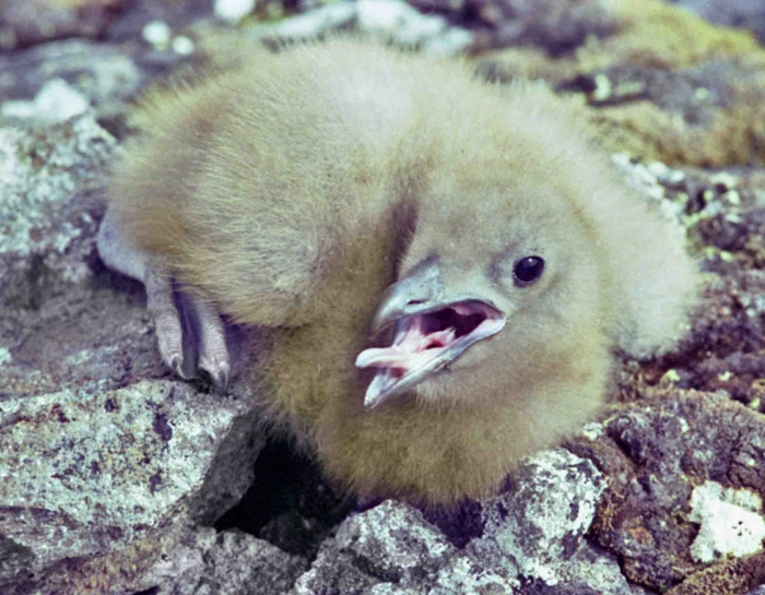 Catharacta skua lonnbergi