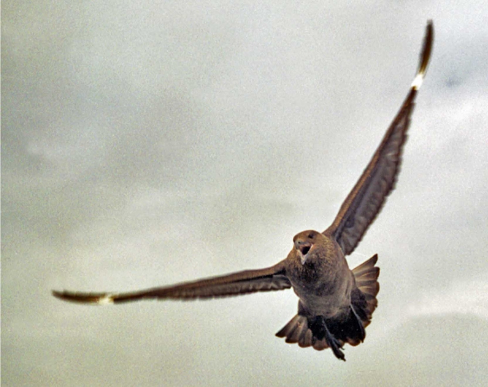 Catharacta skua lonnbergi