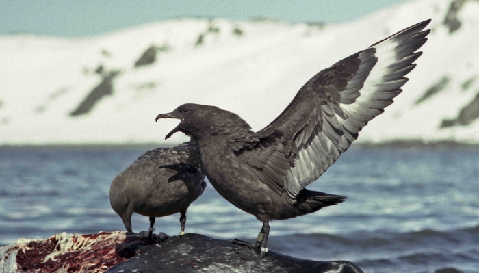 Catharacta skua lonnbergi