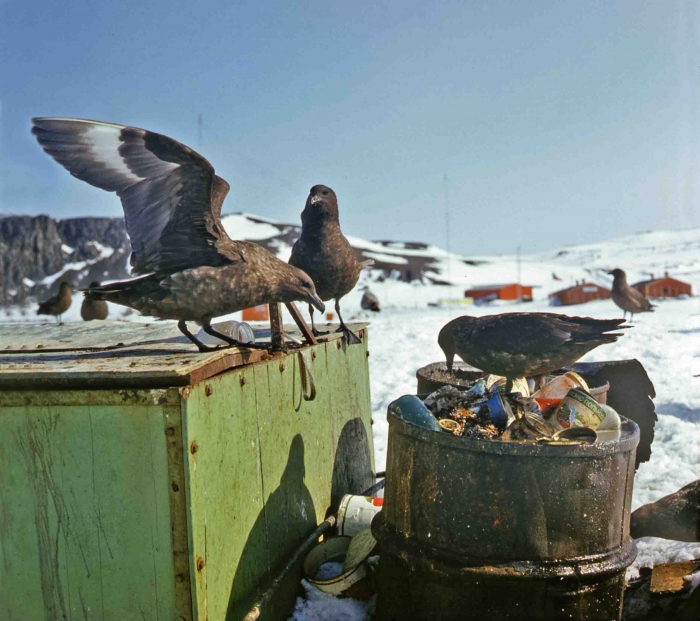 Catharacta skua lonnbergi