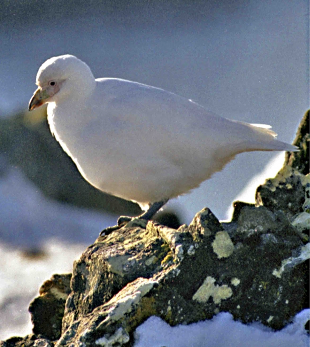 Chionis alba