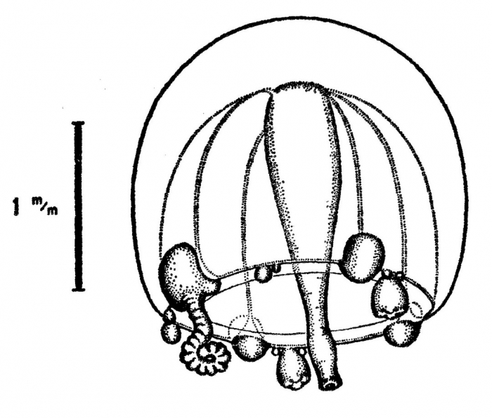 Corymorpha gemmifera from Bouillon (1978c)