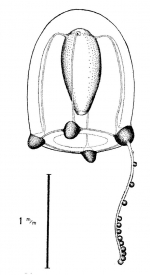 Corymorpha pseudoabaxialis from Bouillon (1978c).jpg